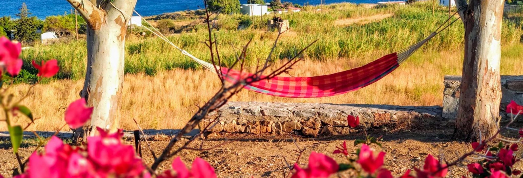 garden with hammock